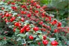 Stauden Gänge 10 x Cotoneaster dammeri 'Coral Beauty‘ - Produktbild-Vorschau 1