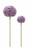 Allium Stecker Metall Ø16+20cm Gartenstecker lila 2erSet Produktbild-Vorschau 1