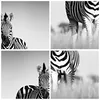 Wanduhr - Quadrat - Glasuhr - Zebras Fotografie Schwarzweiß Produktbild-Vorschau 8