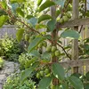 x2 Actinidia Arguta Issai P15 H60 Produktbild-Vorschau 2