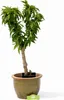 Prunus Nucipersica Mini Nectarine - Pot de 3 litres Voir les images du produit 1
