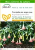 SAFLAX  - Trompette des anges rose - 10 graines - Avec Voir les images du produit 1
