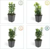 Japonské vreteno Euonymus japonicus 'Green Spire' - 60 Náhľad obrázku produktu 5