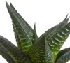 Mix di piante grasse e cactus: 15 piante Ø 5,5 cm in vaso Anteprima dell’immagine prodotto 9