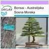 SAFLAX - Bonsai - Sosna Morska - 200 Nasiona - Casuarina Podgląd zdjęcia produktu 6