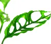 Dehner Fensterblatt Peru, Monstera obliqua, stark Produktbild-Vorschau 2