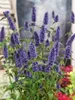 Agastache rugosa 'Black Adder', Duftnessel, violett, ca. Produktbild-Vorschau 6