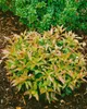 Leucothoe walteri 'Scarletta', Schattenglöckchen, rot, Produktbild-Vorschau 6