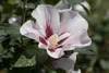 Hibiscus syriacus 'Hamabo', Roseneibisch, rosa Blüten, ca. Produktbild-Vorschau 7