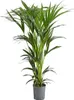 Dehner Kentia-Palme, Howea forsteriana, in Hydrokultur, Produktbild-Vorschau 1