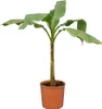 Bloomique - Musa basjoo - Banan ogrodowy - Roślina bananowa Podgląd zdjęcia produktu 1