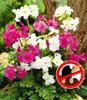 BALDUR Garten 9er Incarvillea' Blüten-Mix Freilandgloxinie, Produktbild-Vorschau 2
