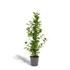 Meergroothandel Ficus Microcarpa Moclame - 95 cm, Ø 21 cm Produktbild-Vorschau 1