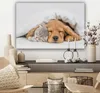 MuchoWow® - Leinwandbilder - Haustiere - Hund - Katze - Produktbild-Vorschau 7