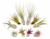 Tillandsien 10er Mix (5 Sorten je 2x) – Luftpflanzen Set Produktbild-Vorschau 1