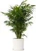 Chamedora - Chamaedorea elegans - Wysokość 80-90cm - ⌀20cm Podgląd zdjęcia produktu 6