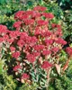 Sedum spectabile 'Carl', Fetthenne, rosa Blüten, ca. 11x11 Produktbild-Vorschau 4