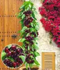 A columnar cherry tree laden with dark red cherries stands next to a wooden door and a wall covered in red bougainvillea. Produktbild-Vorschau