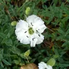 6 x Leimkraut  - Silene Maritima 'Weisskehlchen'  | Topf Produktbild-Vorschau 1