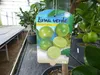 echte Caipi Limette Caipirinha Limettenbaum Citrus Lime 70 Produktbild-Vorschau 5