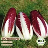 Samenliebe  Radicchio Samen | Treviso 206 TT - winterhart & Produktbild-Vorschau 4