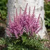 Stauden Gänge 3 x Astilbe chinensis pumila im 0,5 Liter Produktbild-Vorschau 8