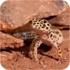 Terrario Eublepharis Dirt 1 kg - substrato per geco Anteprima dell’immagine prodotto 5