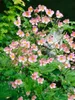 Herbst-Anemone Splendens, im Topf - Anemone hupehensis Produktbild-Vorschau 1