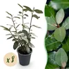 Élaeagnus ebbingei Compacta - 8 plants pour 1 mètre Voir les images du produit 2