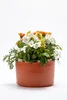 Plastia | Hängende Pflanzkübel Berberis - 26x20 cm - Produktbild-Vorschau 6
