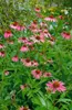 Echinacea purpurea 'Magnus', Sonnenhut, rosa, ca. 9x9 cm Produktbild-Vorschau 6