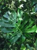 Gardners Monstera deliciosa, průměr 17 cm Náhled obrázku produktu 3