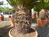 Cycas revoluta 130–150 cm – Japanische Sagopalme Palmfarn Produktbild-Vorschau 3