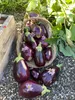 Aubergine Samen Schwarze Schönheit Lila Birne Der Liebe 1G Produktbild-Vorschau 19