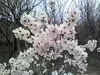 Prunus Armeniaca 'Goldrich' marhuľa, 5 litrový kvetináč Náhľad obrázku produktu 3