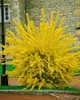 Forsythia intermedia 'Spectabilis', Forsythie, leuchtend Produktbild-Vorschau 3