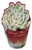 Echeveria « Moon Fairy » panachée - Echeveria rare - Pièce Voir les images du produit 1