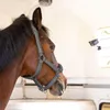 A horse wearing a halter inside a trailer, with a security camera visible. Produktbild-Vorschau