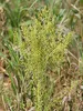 Artikelbild 4 von 'BIO Artemisia Annua (1000 Korn)' aus der Kategorie Beifußsamen Produktbild-Vorschau