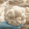 Hericium Löwenmähne Lions Mane 125 g Fruchtkörperpulver, Produktbild-Vorschau 2