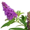 Bloomique - Buddleja Butterfly Little Purple - Produktbild-Vorschau 3