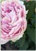 Leinwandbild rosa pfingstrose makro 40x60 cm Feeby rosa Produktbild-Vorschau 3