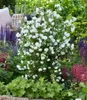 BALDUR Garten 2x Duftender Gartenjasmin 'Pearls of Produktbild-Vorschau 4