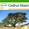 SAFLAX - Libanon - Cedr - Cedrus libani - 20 Semena - S Náhled obrázku produktu 10