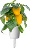 Cialde per piante di peperone giallo dolce Click & Grow Anteprima dell’immagine prodotto 4