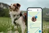 A dog is standing in a field of grass and dandelions, next to a smartphone displaying a GPS tracking app. Anteprima dell’immagine prodotto