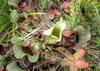 SAFLAX  - Sarracenia - 10 semi - Sarracenia Anteprima dell’immagine prodotto 5