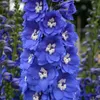6 x Pacific Rittersporn  - Delphinium 'Blue Bird'  | Náhľad obrázku produktu 2