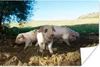 MuchoWow® Poster Schweine - Tiere - Landschaft 180x120 cm - Produktbild-Vorschau 1