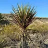 Yucca Torreyi Samen - 5er Pack - Winterhart bis -15°C - Produktbild-Vorschau 4